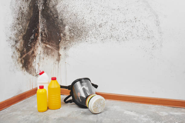 Best Mold Testing  in Byram, CT