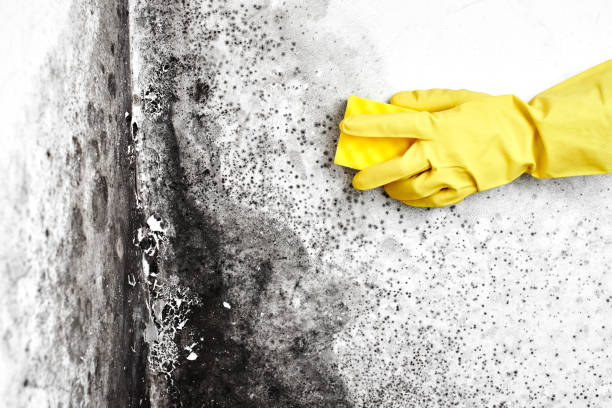 Best Mold Testing  in Byram, CT