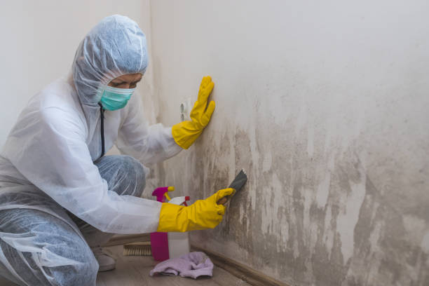 Best Professional Mold Removal  in Byram, CT