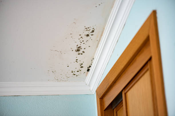 Best Mold Cleaning Services  in Byram, CT