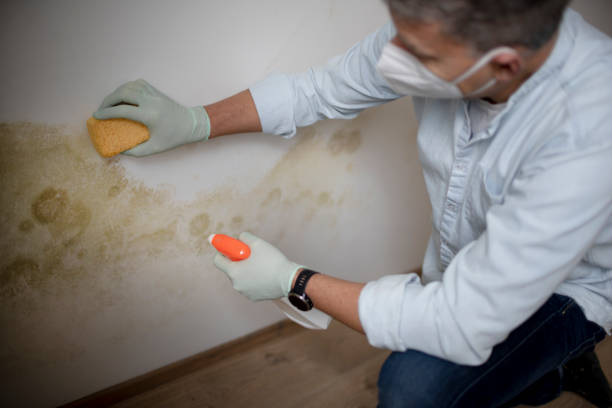 Trusted Byram, CT Mold Removal Experts