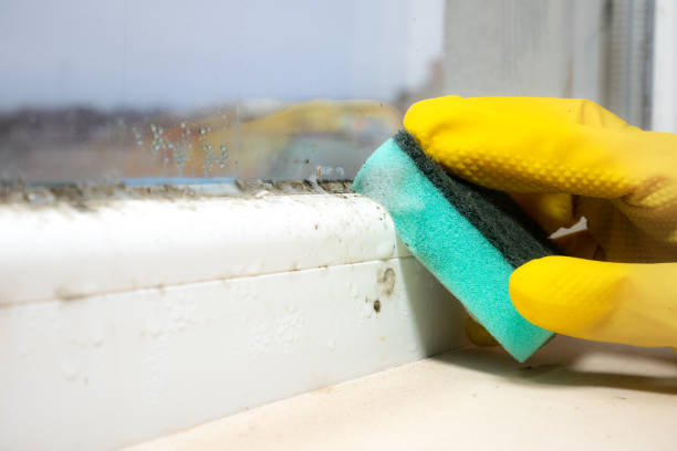 Best Mold Cleaning Services  in Byram, CT