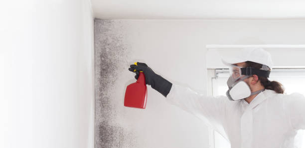 Best Attic Mold Removal  in Byram, CT