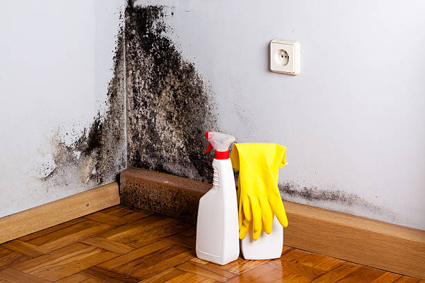 Best Toxic Mold Removal  in Byram, CT