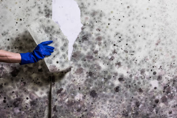 Best Home Mold Removal  in Byram, CT