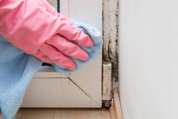 Best Commercial Mold Removal  in Byram, CT
