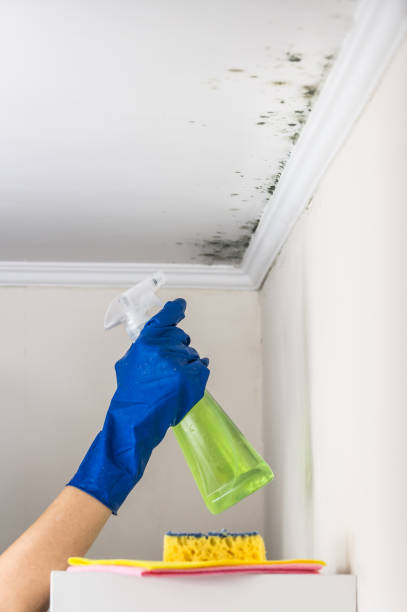 Best Residential Mold Removal  in Byram, CT