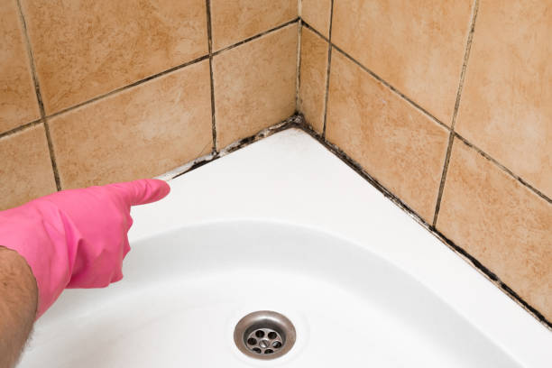 Office Mold Removal Services in Byram, CT