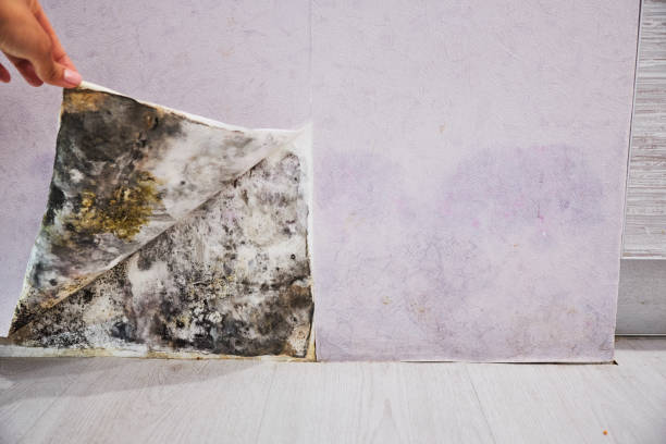 Best Crawl Space Mold Removal  in Byram, CT